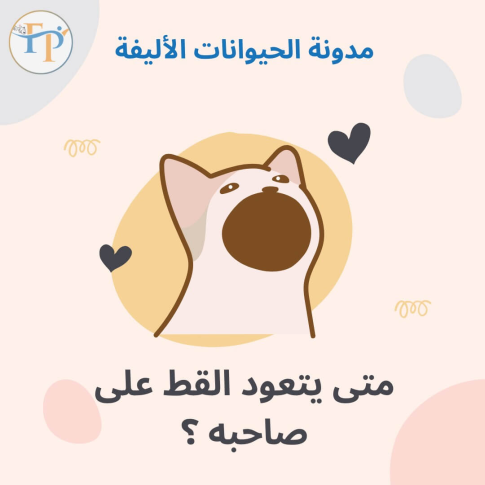 گربه به صاحب خود باز می گردد: چگونه و وقتی گربه به صاحب خود عادت می کند