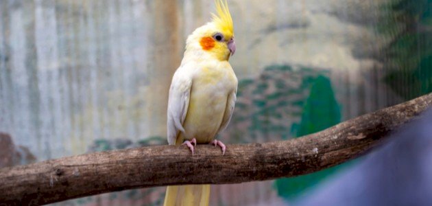 اطلاعات مربوط به کوکتل - موضوع