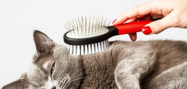 دلایل ریزش مو گربه - موضوع