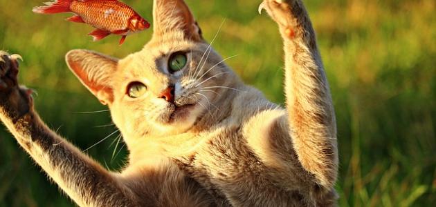 غذا خوردن در خانه برای گربه ها - موضوع