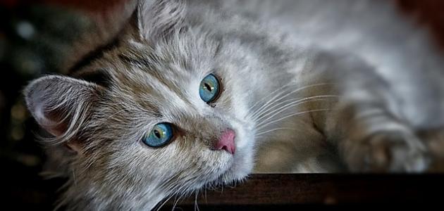 گربه چند سال زندگی می کند - موضوع