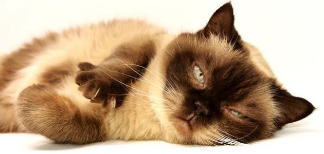 چگونه می توان از گربه های گربه خلاص شد