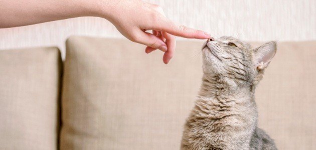 نحوه آموزش گربه ها - موضوع