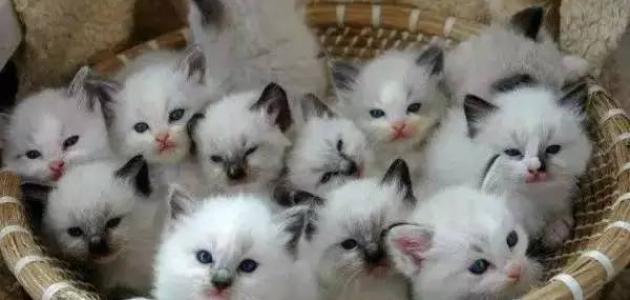 اطلاعات مربوط به گربه ها - موضوع