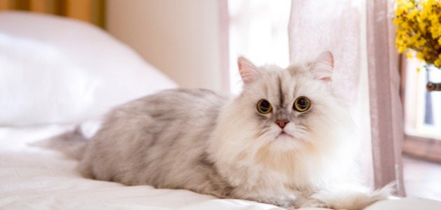 اطلاعات مربوط به گربه های آل -شرازی - موضوع