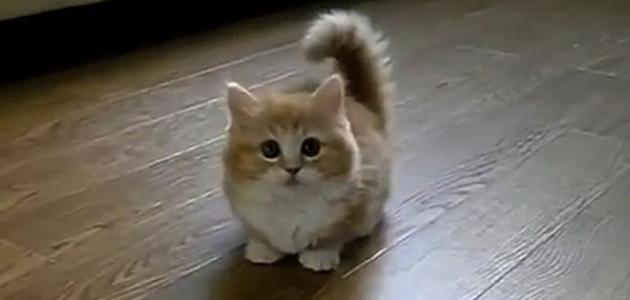 آیا گربه ها نجس هستند - موضوع