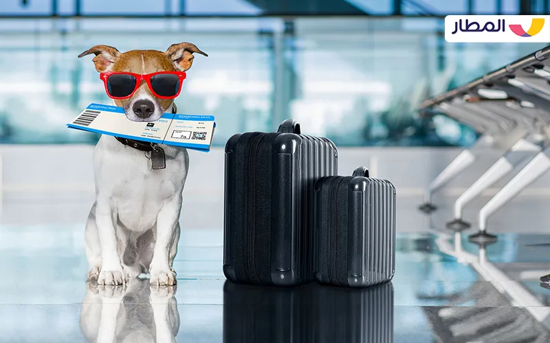How to Travel with Your Pets on Vacations