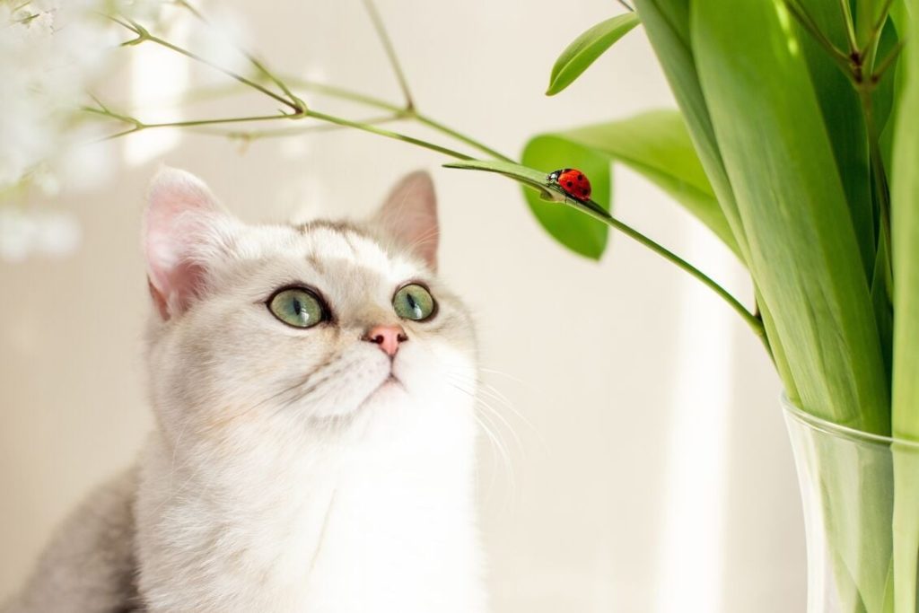 گیاهان سمی برای گربه ها - یک فروشگاه زرافه