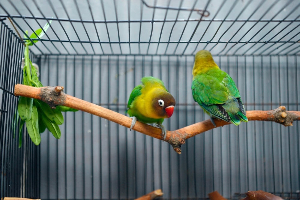 یک راهنمای جامع برای جفت گیری پرندگان زینتی: از آماده سازی برای مراقبت از جوانان زرافه