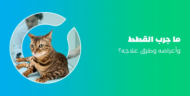 د.حفصة ولى الدين