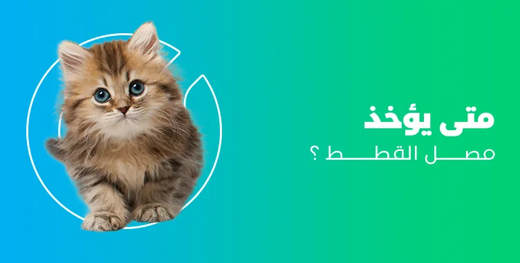 د. ماريان أديب