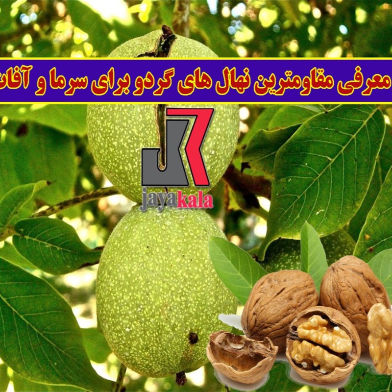 نهال گردو مقاوم به آفات و سرما