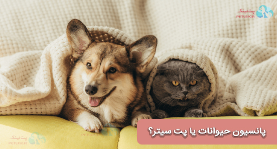 پانسیون حیوانات بهتر است یا پرستار حیوانات