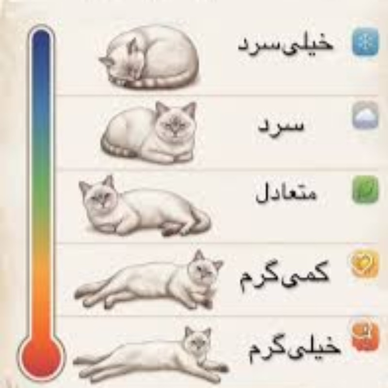 دمای مناسب برای گربه